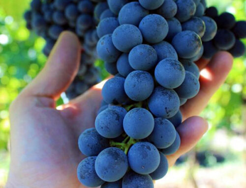 Von der Traube zum Wein … Erlebnisreiche Ernte